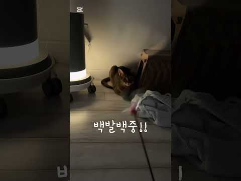 #고양이랑참참참 #집사의일상 #catvedio #냥냥프렌즈 #아비시니안 #구독자50명감사해요💕 #고양이