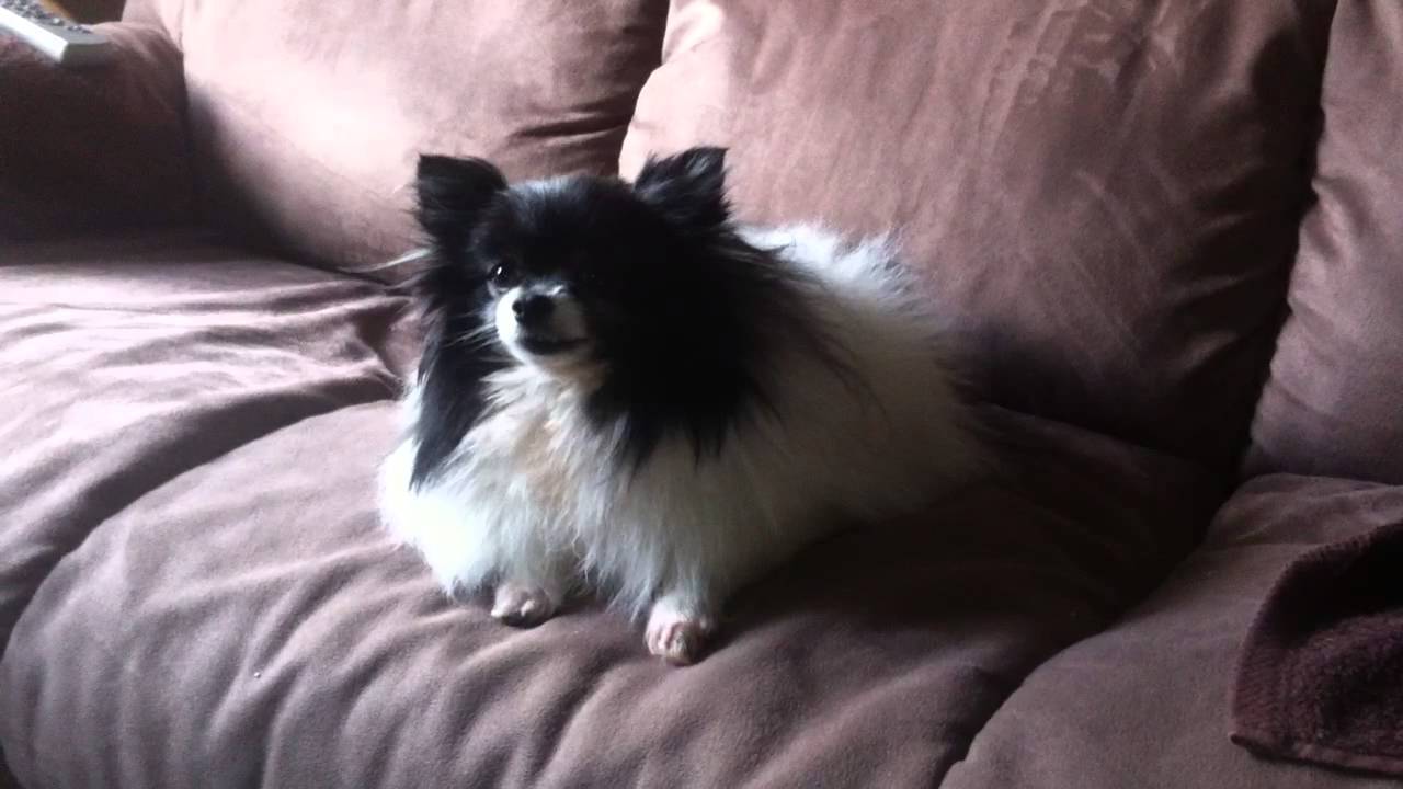 Pomeranian Ear Pumping YouTube