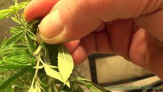 Beginners Tips #5 - Supercropping