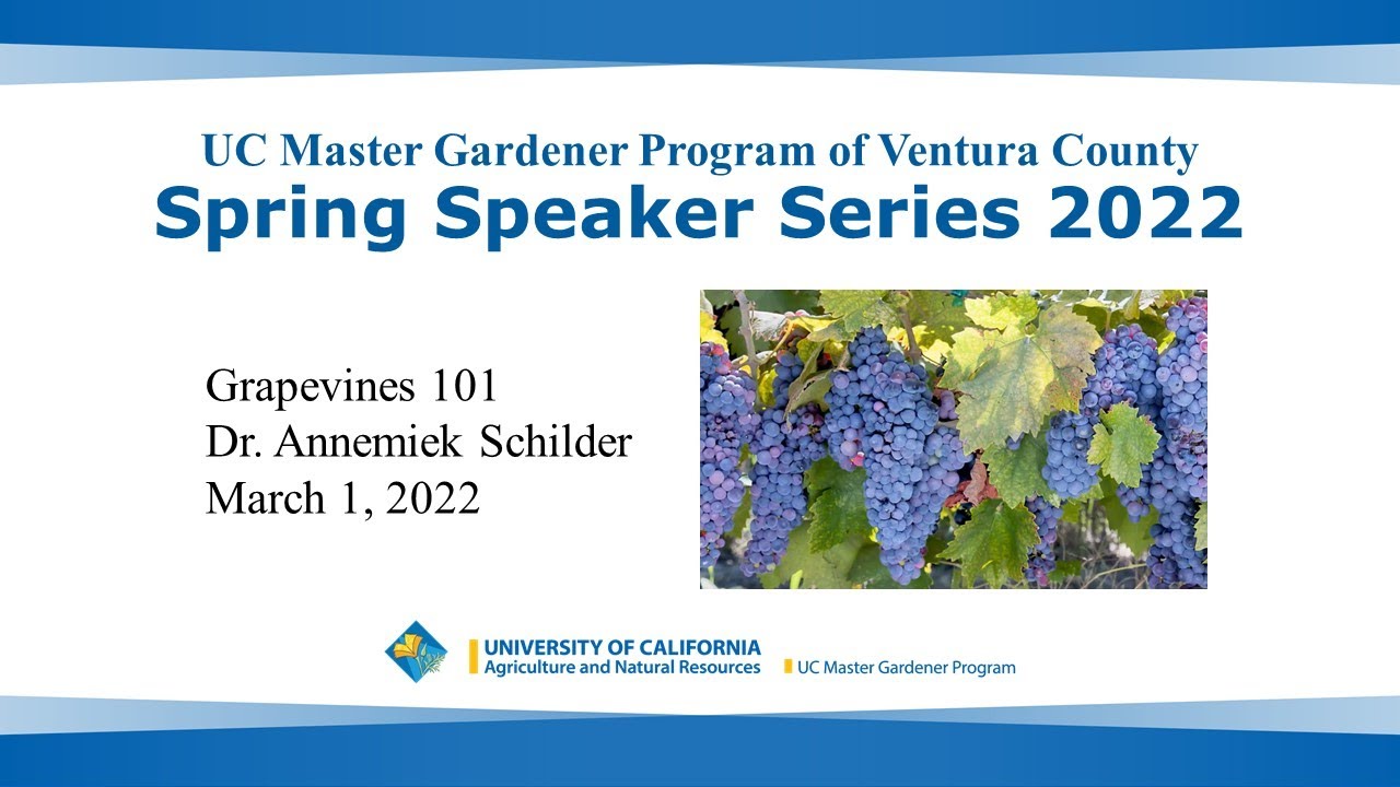 Grapevines 101 with Dr. Annemiek Schilder YouTube