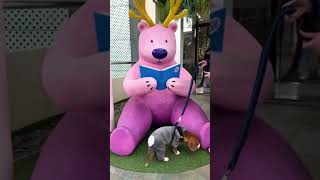 Daily Life Of A Beagle Cute Dog Mall Adventure Lifestyle Vlog -Adorable & Playful Hound Puppy