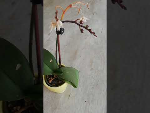 Video: Péče o paví orchideje – zjistěte, jak pěstovat cibule paví orchideje