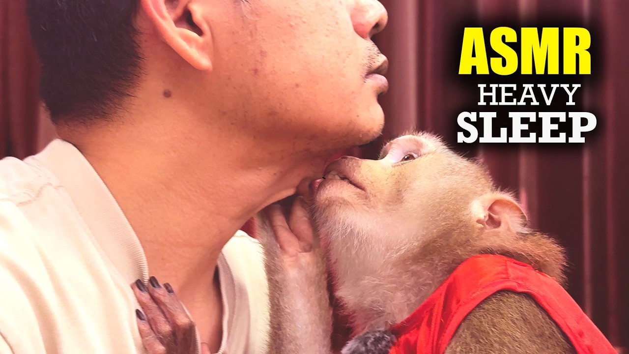 ASMR No Talking | Judy's Real Monkey Grooming & Picking Sounds for Heavy Sleep