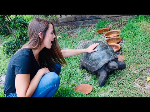 Superstars measure the perimeter of Tortoises **GIANT** living area!!! Esp. 8