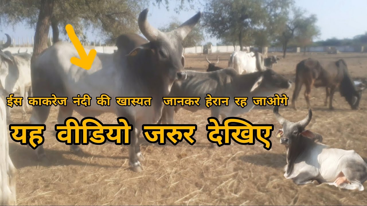 world famous original kankrej bull & original kankrej cow meeting first ...