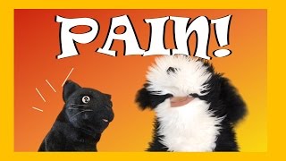 George The Self Esteem Cat Pain