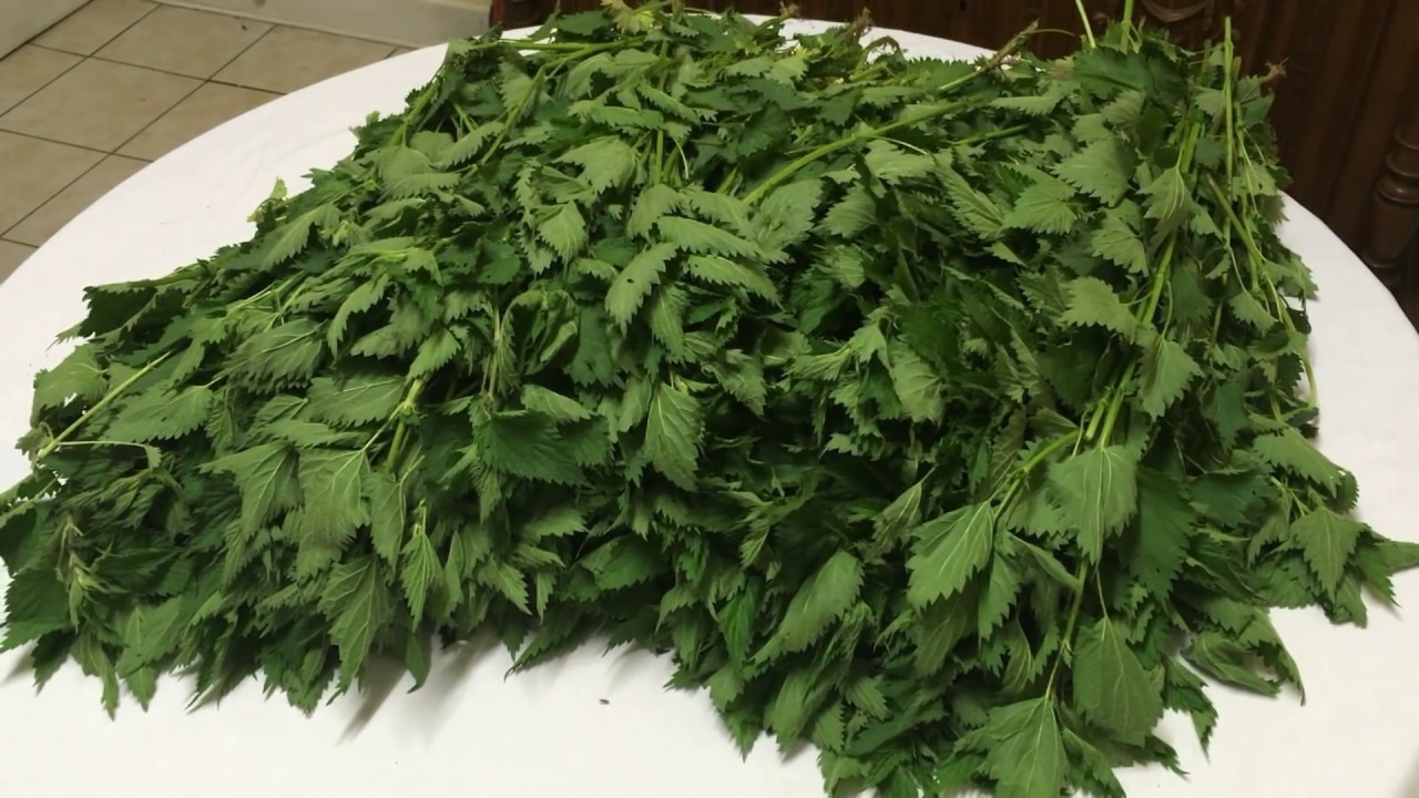 Faire de la CONFITURE D'ORTIES (c'est super bon !!!)