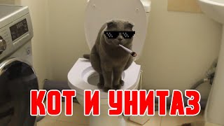 Как научить кота ходить на унитаз? быстро и эффективно