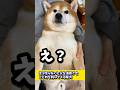 もう唸らないと父を油断させとどめを刺してくる柴犬#shibadog #柴犬 #sibainu #犬のいる生活 #shorts