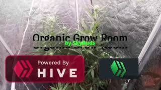 SkyBuds Organic Grow Room Series - Episode #27 - Cannabis & Crypto