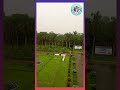 বৃষ্টি থামার পরের সুন্দর পরিবেশ | Rain After Nature | YouTube Shorts