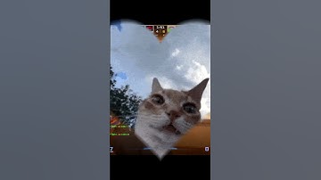 cs2 cats edit ttv/malpa_z_gibraltaru #counterstrike2 #cs2andfaceit #counterstrike2gameplay #csgo