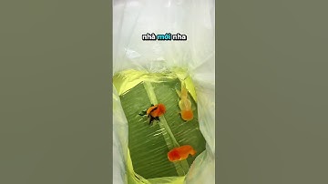 Tập 193 | mình vẫn đi size lớn cho anh em nha #traicacanhnhabunny #goldfish #fyp