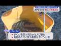 毒を持った魚にはボーナスポイント　釣った魚の量ではなく種類の数を競う大会が開かれる　静岡・西伊豆町