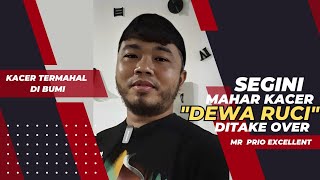 Segini OM PRIO Beli KACER DEWA RUCI dari Mr DWI SAMPIT⁉️ Kacer Termahal SEMUKA BUMI‼️