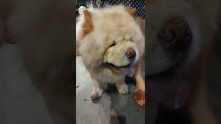 CUTE CHOW CHOW #dog #puppy #chowchow #cutedog #cutepuppy