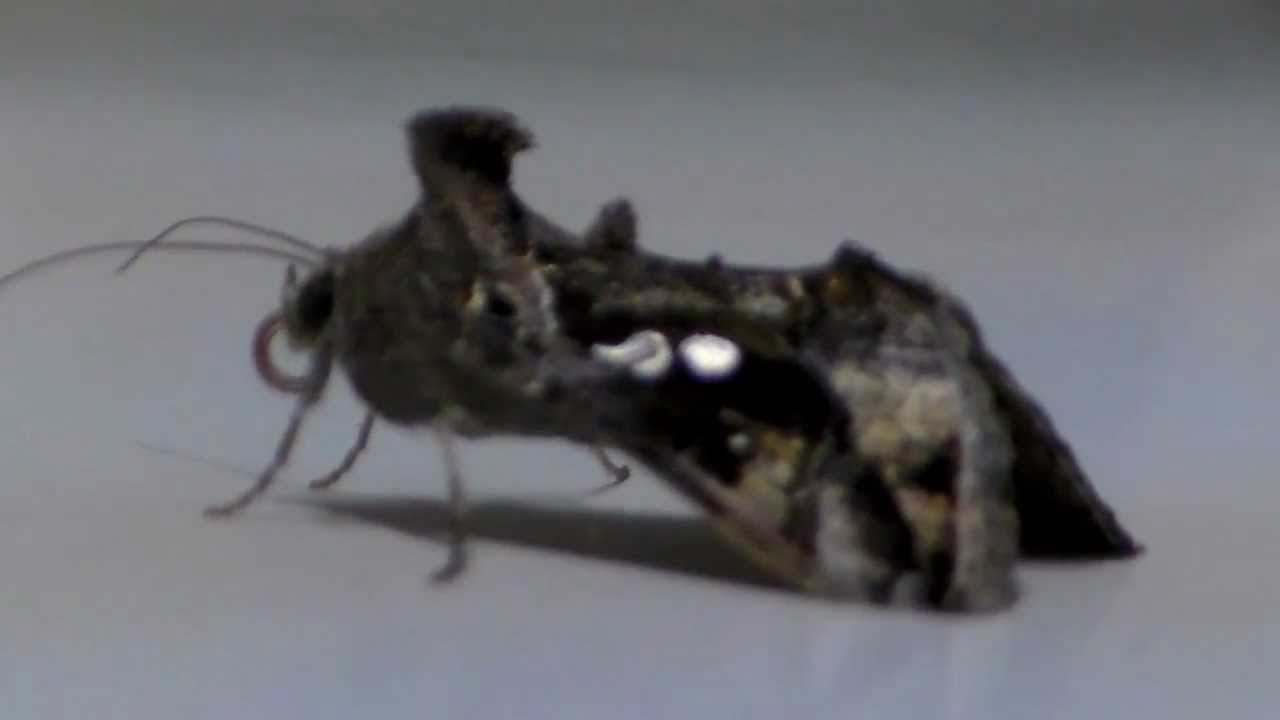 barragem aguieira HDV_0132 LAGARTA,BRUXA,OU,MARIPOSA? RS