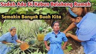 Supaya Tidak Beli dan Minta-Minta Lagi Jadi Buah Ini Sudah Ada Di Kebun Mini Kita