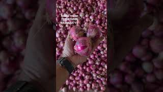 🔥 Nashik Onion Market Today | Best Quality Onion Rate Shocks Traders! #farming #apmc #agriculture