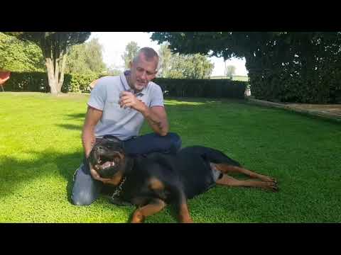 Video: I Hvilken Alder Kan En Rottweiler Trænes?