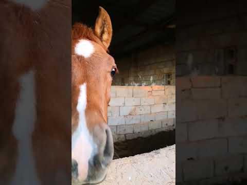 حصان في مزرعة ايسو صغير حصان مزرعة حيوانات خروف طفل مزرعة حصان