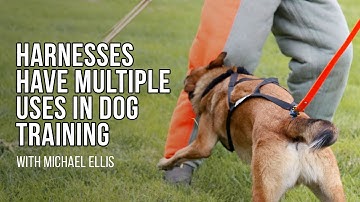 Michael Ellis on the Multiple Uses of Harnesses in Dog Training