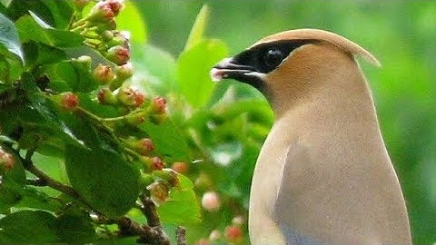 How to create a bird sanctuary in your backyard.🦜