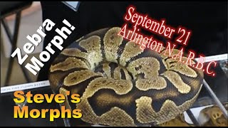 Steve's Morphs Brand New Zebra Ball Python Gene
