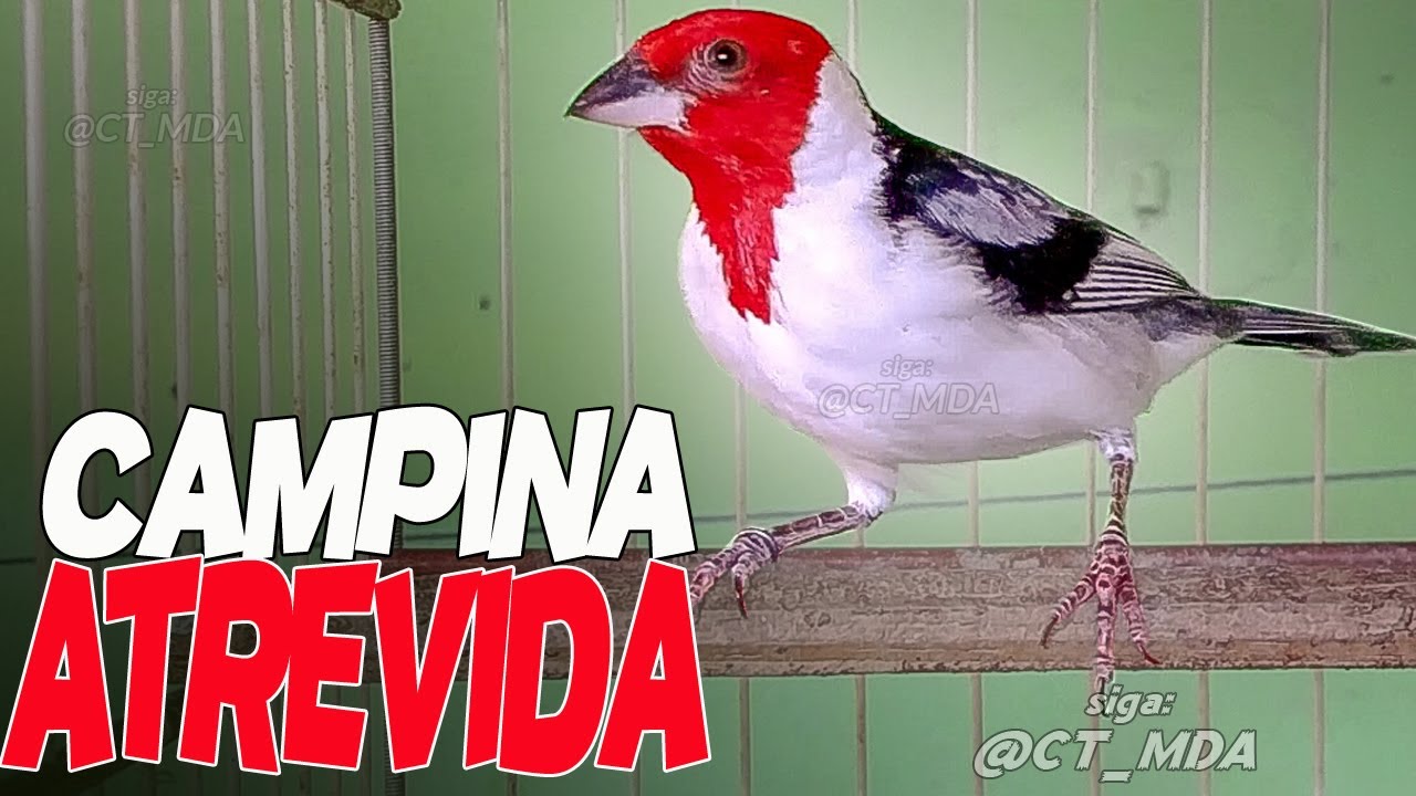 Canto Do Galo Campina Download Gratis Minha Femea De Galo De Campina Fogosa Um Show A Parte 11 18 Youtube