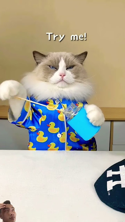 https://drive.google.com/file/d/1XD4-fbPPTcKyGOK6_1V-S1dW7Jt6lKxn/view?usp=drive_link #cat #what