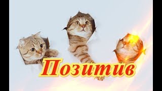 Прикольные кошки собаки Fanny animals Создай себе хорошее настроение Прикольные кошки собаки Fanny animals Создай себе хорошее настроение