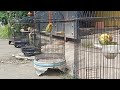 Setting Lb Betina Konslet Single Main Spray Air Mp3 - Mp4 Download