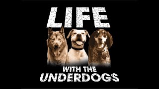 Life with the Underdogs - The Kayak Rescue (premiere episode)