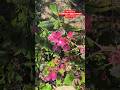 Boganvillea Plant #vkjnursery #boganvilleaplant