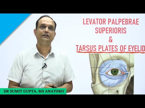 Video: Wat is de palpebra superieur?