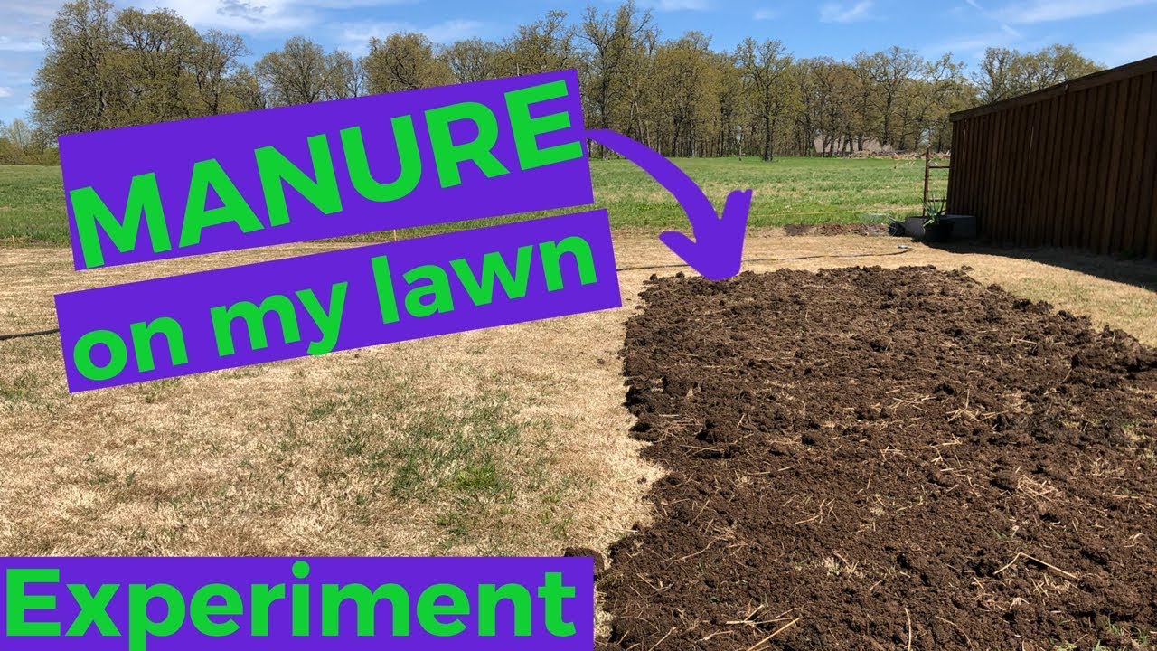 Manure On Lawn Spring Experiment 2019 Youtube