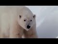 Белый медведь Арктики Bbc