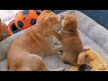 Puppy Hugs his Mom ❤️