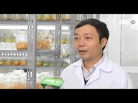 Video Mua đông trùng hạ thảo ở đâu tốt nhất - YouTube