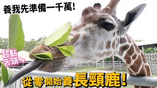 【從零開始養】長頸鹿!首先準備一千萬?原來很親人?脖子為何這麼長?角有什麼作用?【許伯簡芝】