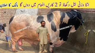 Asia’s Heaviest Bull Don King of Asia 2024 ll Baba Saleem #cattle #farming #cow_mandi  #cattlemarket