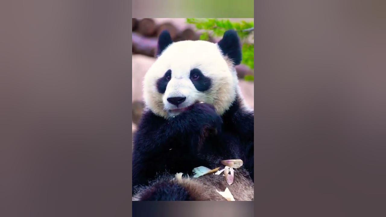 #bear vs panda#Are pandas stronger than bears? - YouTube