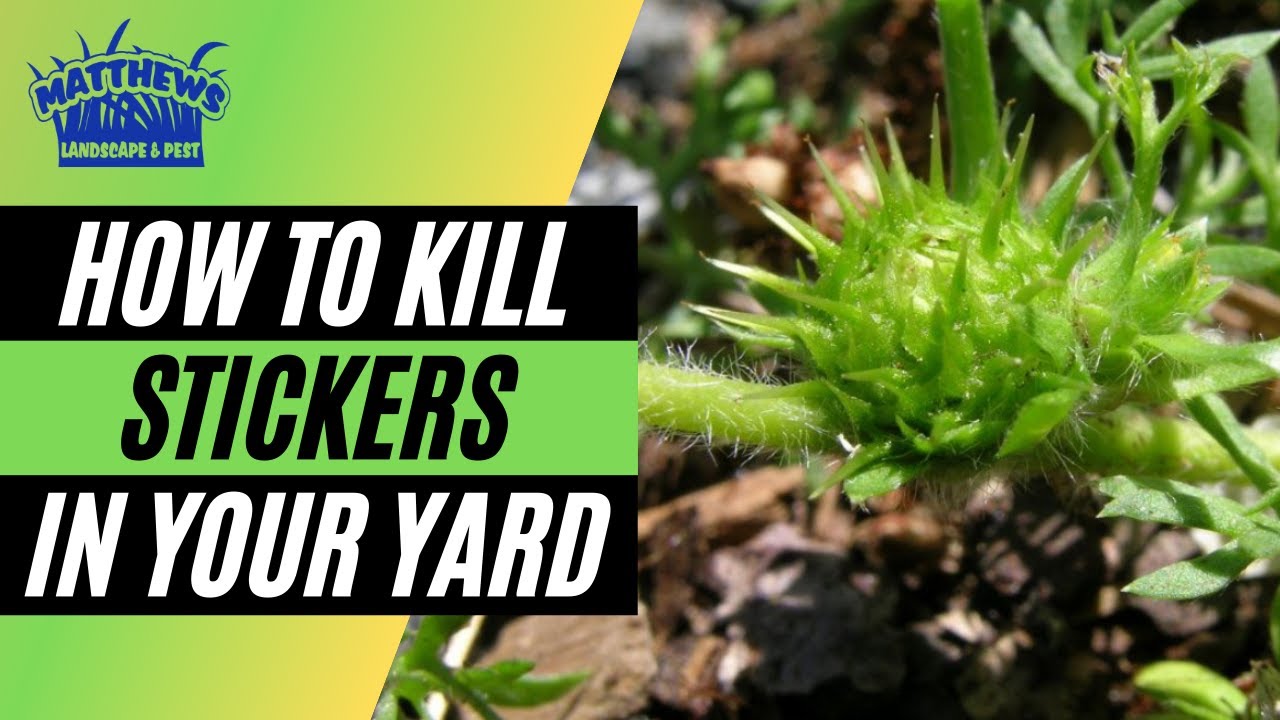 How To Kill Stickers In Your Yard!