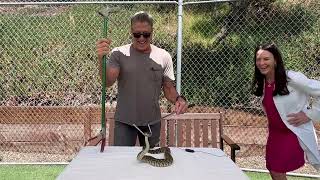 World Snake Day Q&A by The Drake Center for Veterinary Care 248 views 9 months ago 26 minutes