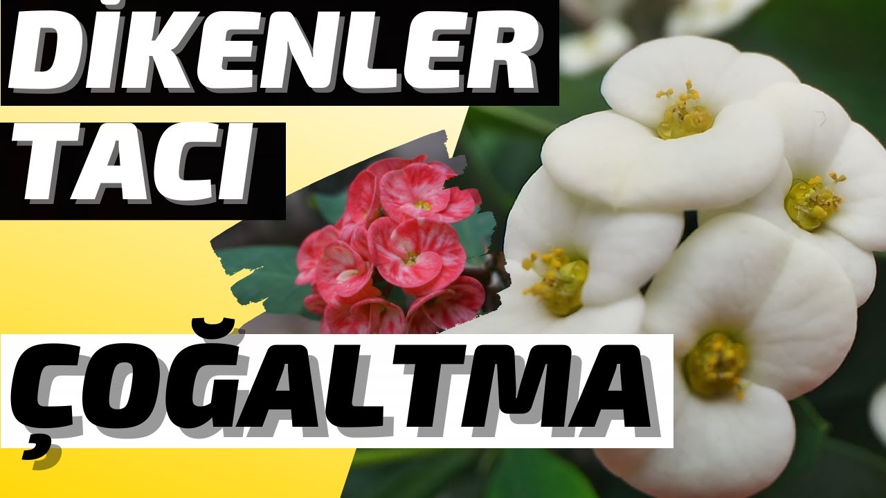 GARANTİLİ ve UYGULAMALI 💯 DİKENLER TACI ÇOĞALTMA  ✅ (Euphorbia Milii)