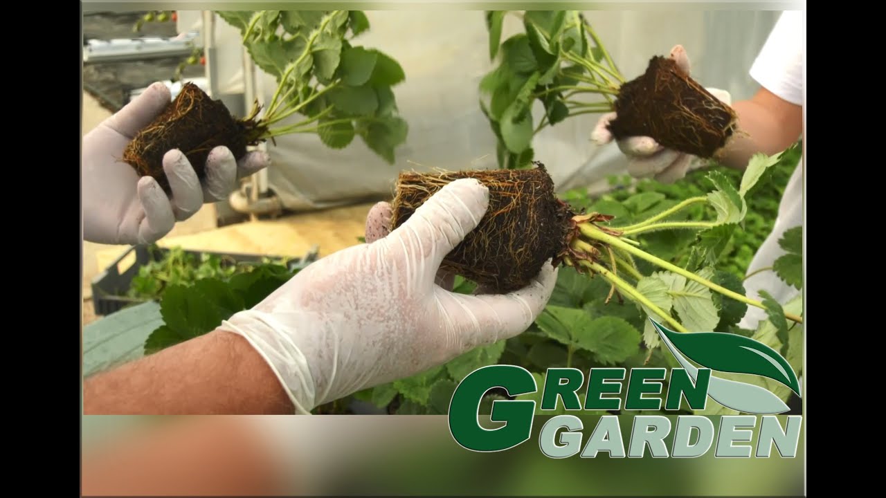 🟢 Green Garden - Sadni materijal jagode (E013)