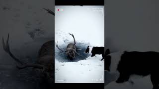 CCTV: Border Collie Rescues Deer from Icy Pond! #shorts #dog #rescue #hero #cctv #winter