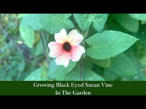 वीडियो: काली आंखों वाली सुजैन - बगीचे की सजावट