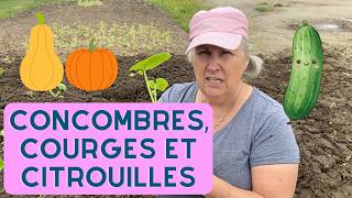 Comment planter les cucurbitacées? - capsule horticole