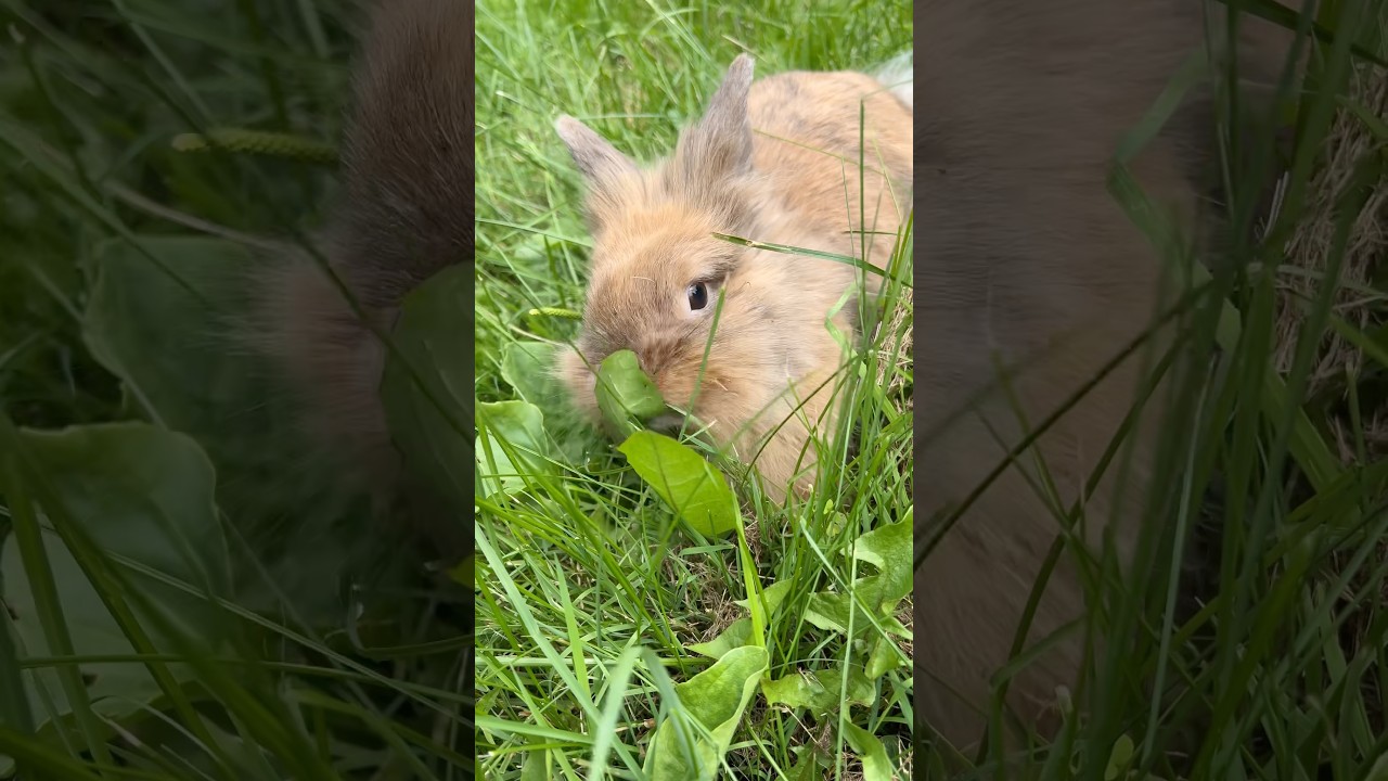 Bun Bun outside for some greenery and sun 🐇